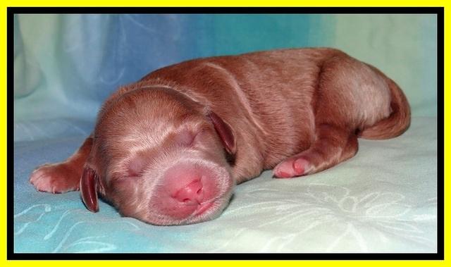 Tia Gus pups newborn 211