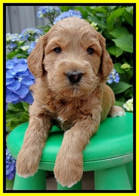 Tia and Gus 4 wks old 241