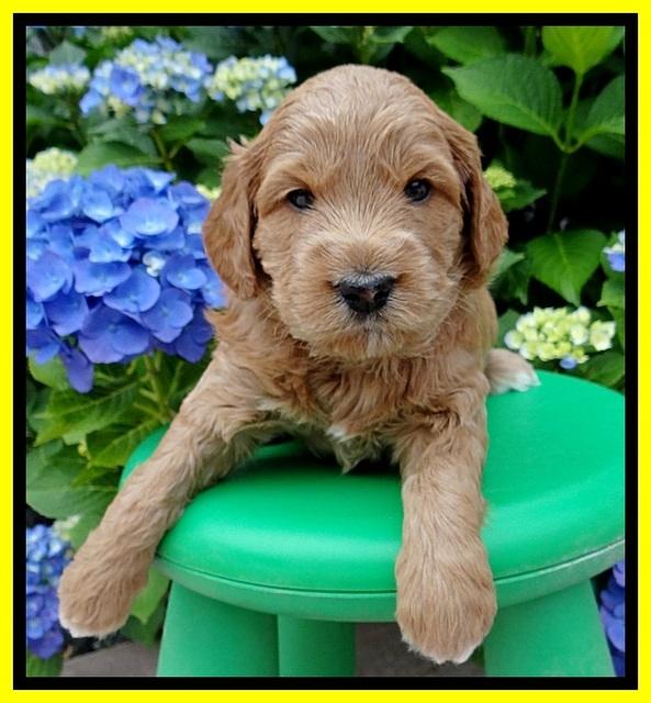 Tia and Gus 4 wks old 261