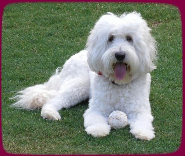 Emmie with small white ball
