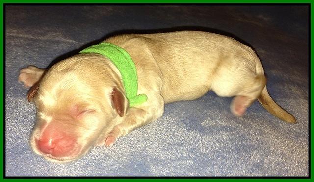 Em gus pups newborn 3