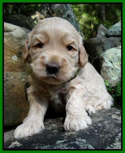 Emmie Gus pups 3 wks old 037