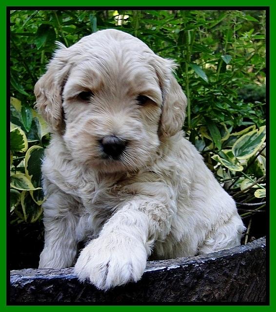 Emmie Gus pups 4 wks old 027