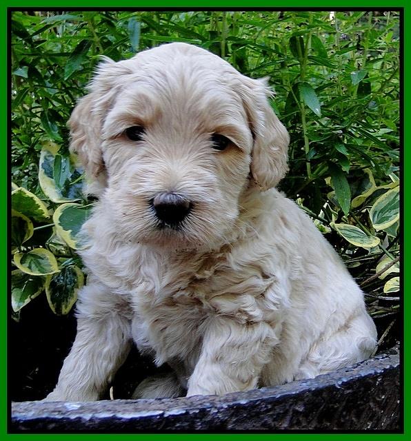 Emmie Gus pups 4 wks old 031