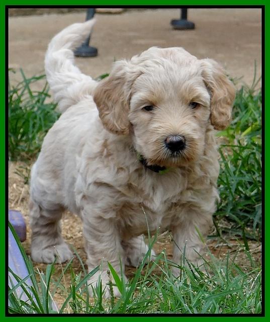 Emmie Gus pups 5 wks old 221