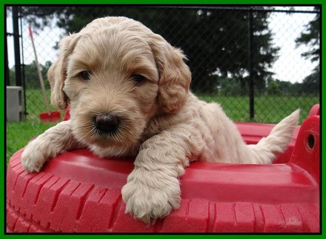 Emmie Gus pups 5 wks old 231