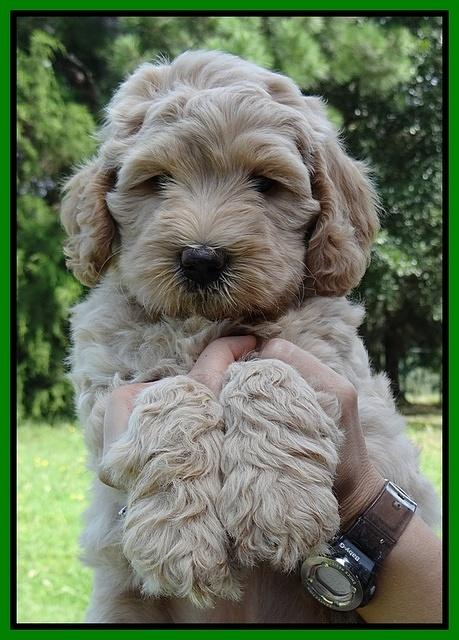Emmie Gus pups 6 wks old 191