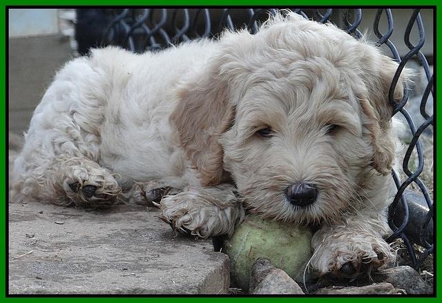 Emmie Gus pups 7 wks old 231