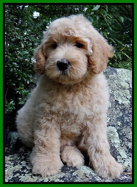 Emmie Gus pups 8 wks old 010