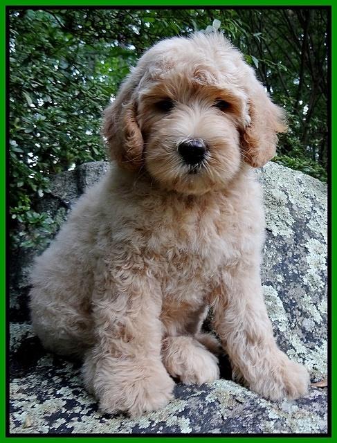 Emmie Gus pups 8 wks old 012