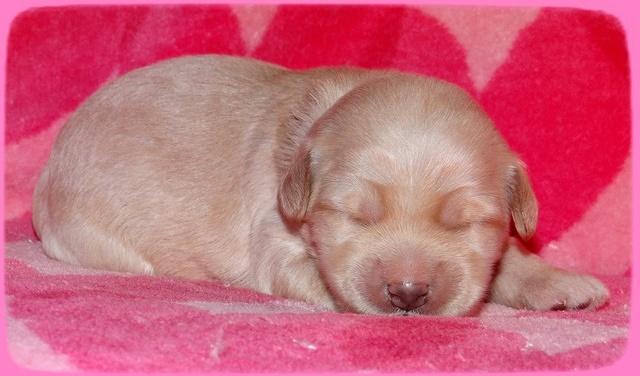 Emmie Gus pups 1 wk old 012