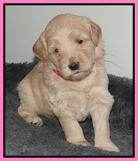 Emmie Gus pups 3 wks old 016