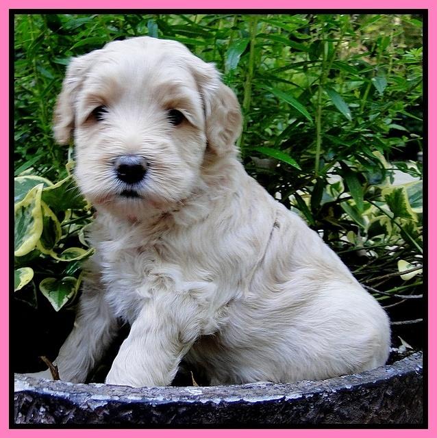 Emmie Gus pups 4 wks old 010