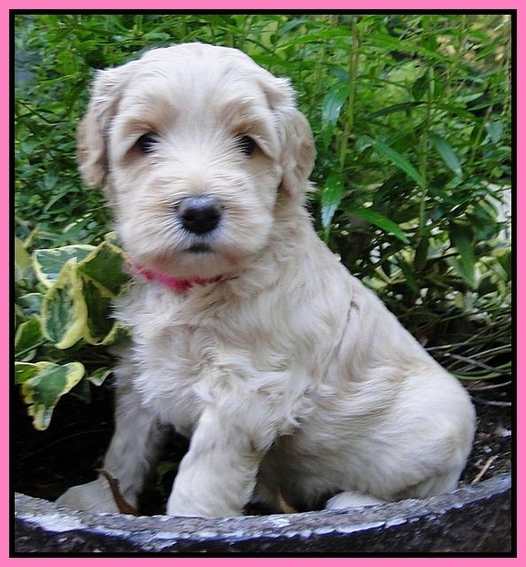 Emmie Gus pups 4 wks old 011