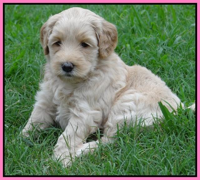 Emmie Gus pups 5 wks old 21
