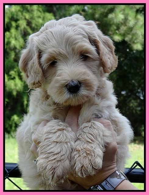 Emmie Gus pups 6 wks old 51