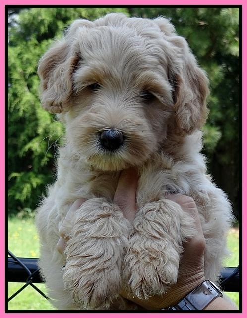 Emmie Gus pups 6 wks old 61