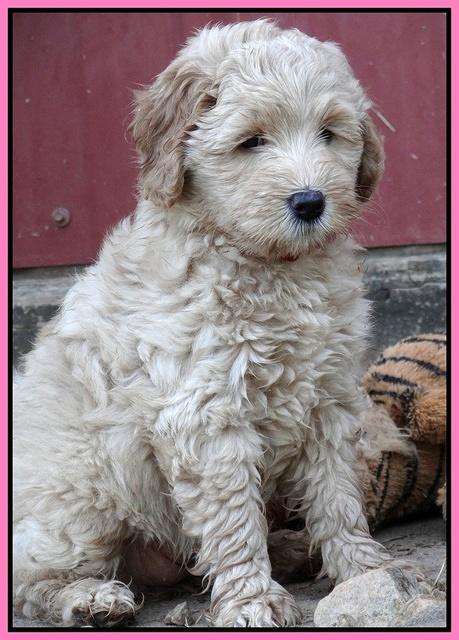 Emmie Gus pups 7 weeks old 021