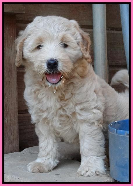 Emmie Gus pups 7 wks old 1 024