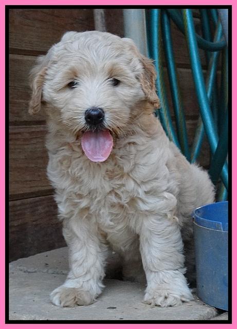 Emmie Gus pups 7 wks old 1 026