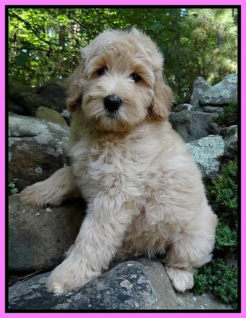 Emmie Gus pups 8 wks old 016