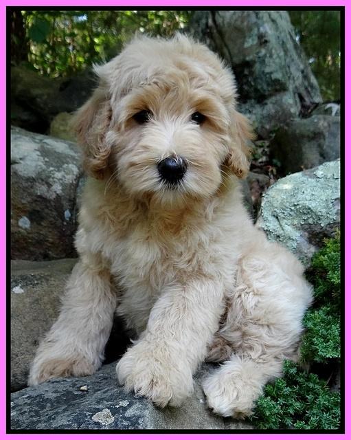 Emmie Gus pups 8 wks old 018