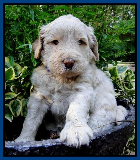 Emmie Gus pups 4 wks old 004