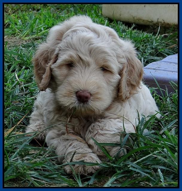 Emmie Gus pups 6 wks old 101