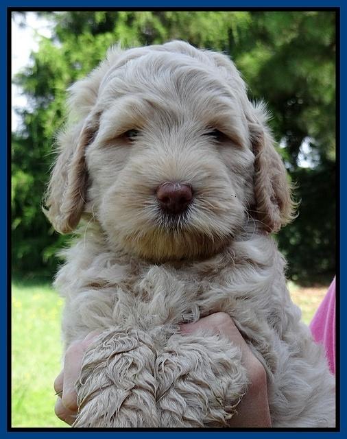 Emmie Gus pups 6 wks old 111