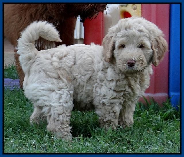 Emmie Gus pups 7 wks old 101