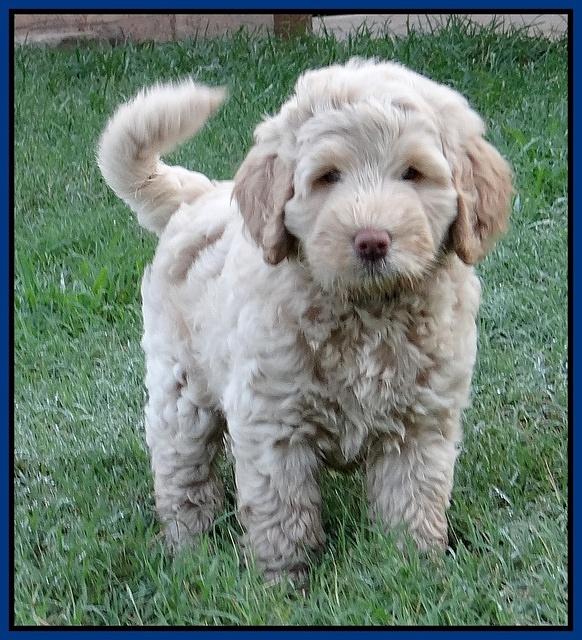 Emmie Gus pups 7 wks old 81