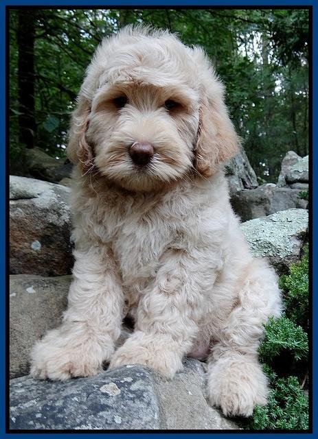 Emmie Gus pups 8 wks old 2 017