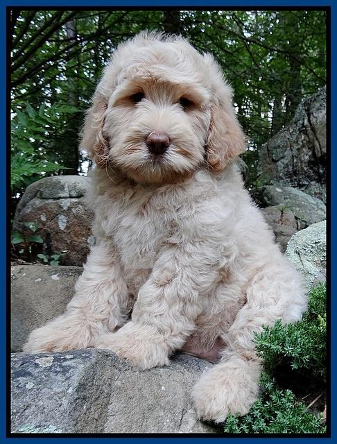 Emmie Gus pups 8 wks old 2 020