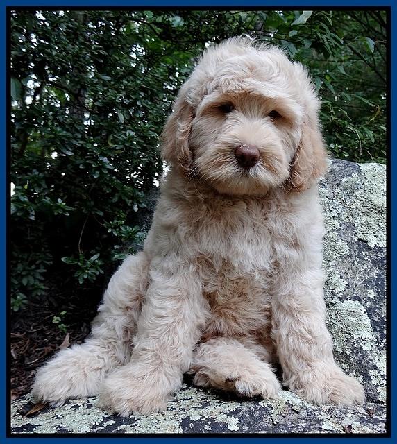 Emmie Gus pups 8 wks old 2 024