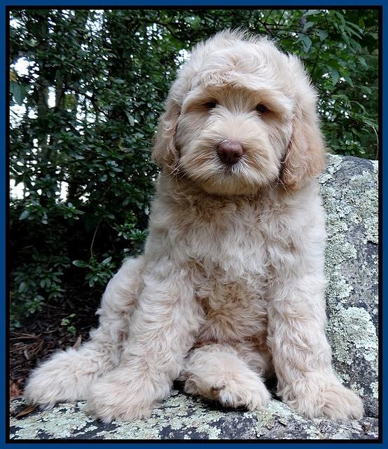 Emmie Gus pups 8 wks old 2 025