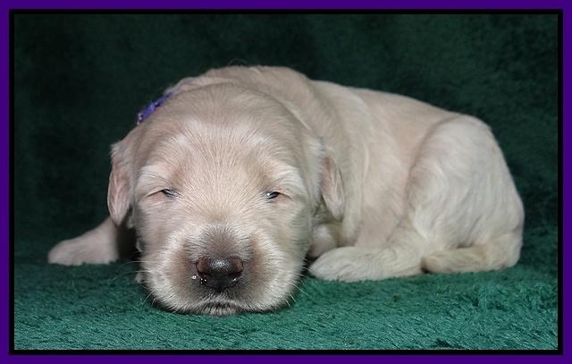 Emmie Gus pups 2 wks old 020