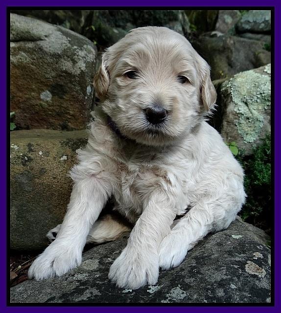 Emmie Gus pups 3 wks old 023