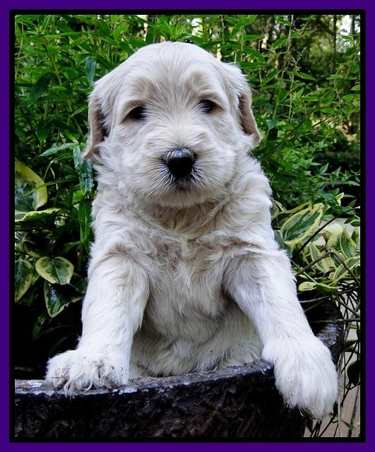 Emmie Gus pups 4 wks old 024
