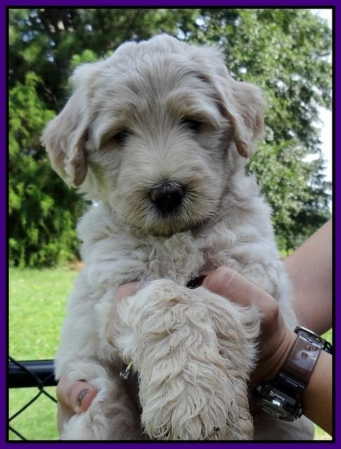 Emmie Gus pups 6 wks old 131