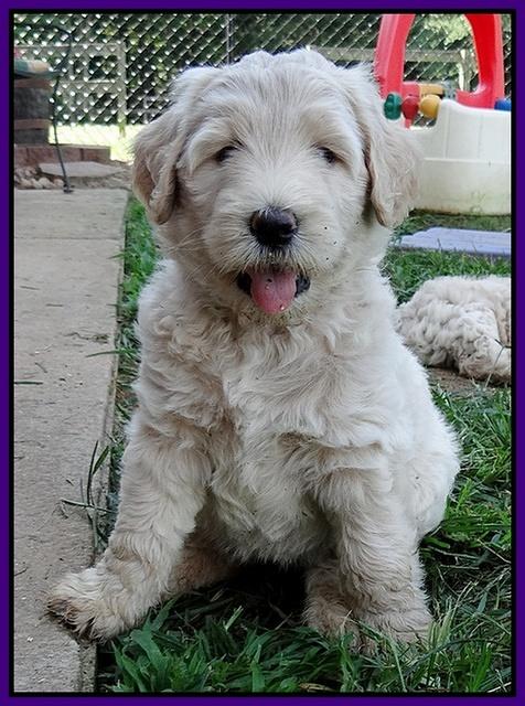 Emmie Gus pups 6 wks old 161
