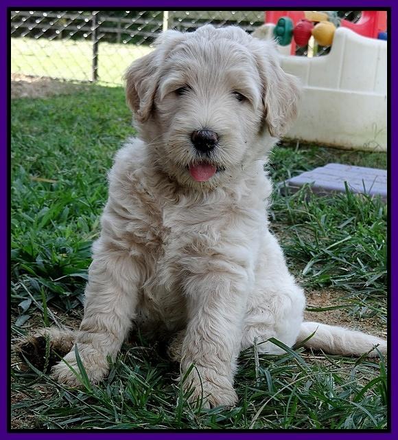Emmie Gus pups 6 wks old 171