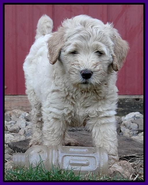 Emmie Gus pups 7 wks old 161