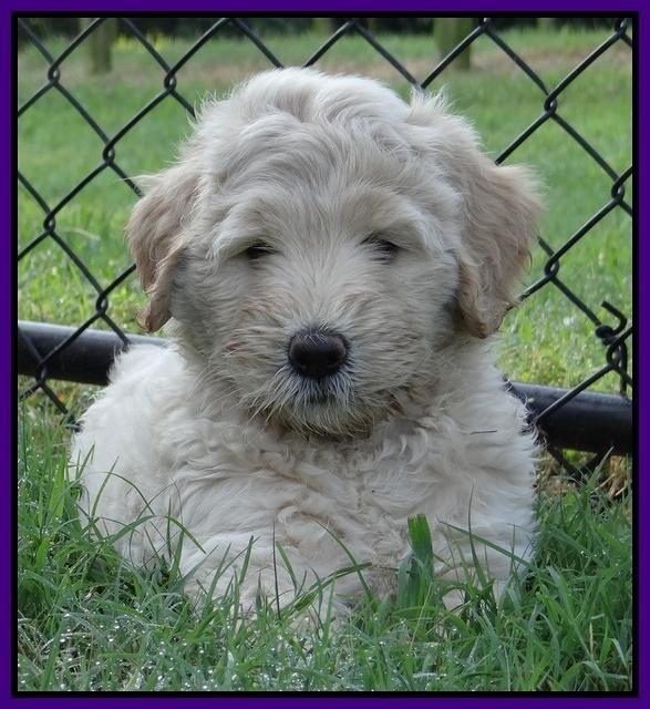 Emmie Gus pups 7 wks old 211
