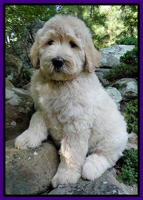 Emmie Gus pups 8 wks old 1 004