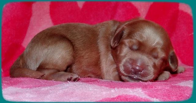 Emmie Gus pups 1 wk old 033