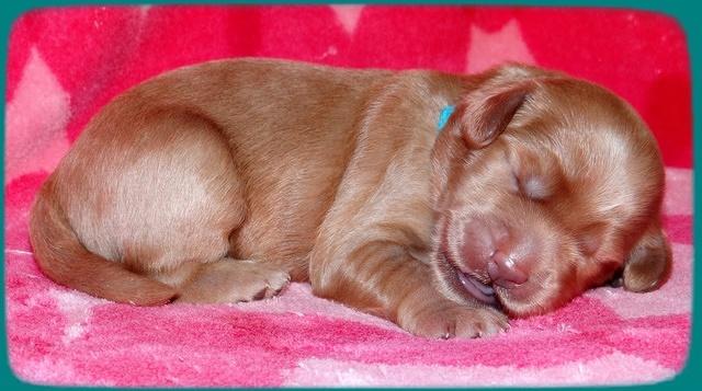 Emmie Gus pups 1 wk old 037