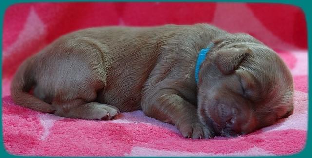 Emmie Gus pups 1 wk old 041