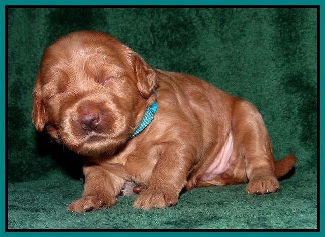 Emmie Gus pups 2 wks old 037