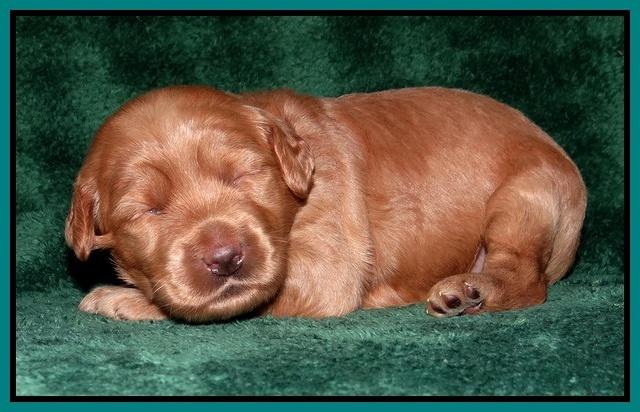 Emmie Gus pups 2 wks old 038