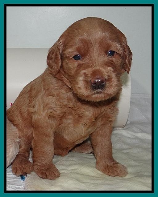 Emmie Gus pups 3 wks old 015